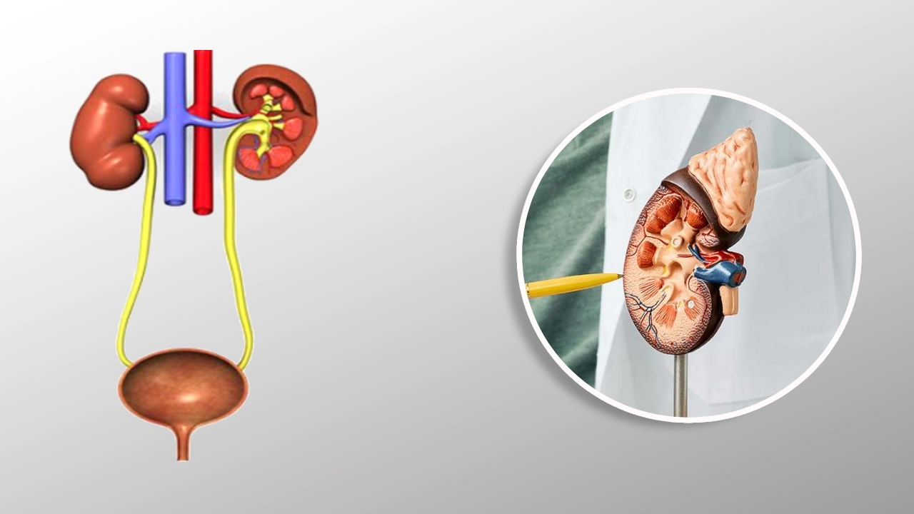 Urology